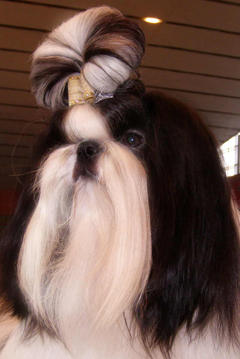 shih-tzu